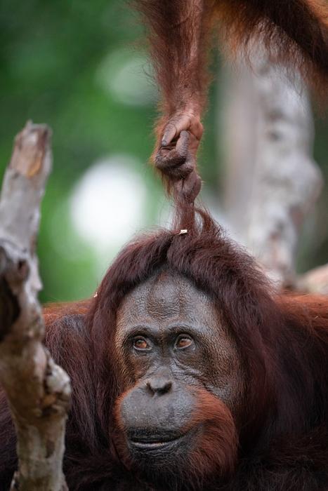 Juvenile orangutan