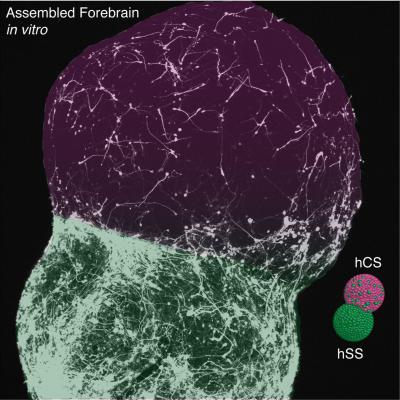 Assembed Forebrain in Vitro