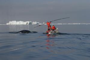 Tagging a bowhead whale