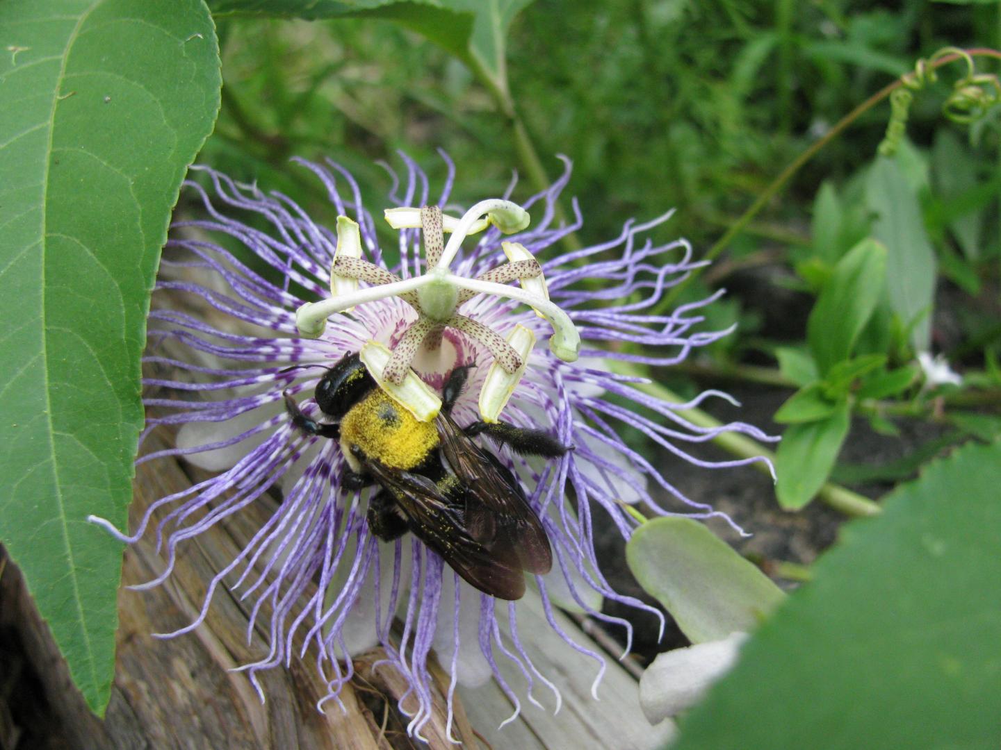 Carpenter Bees Can Handle High Temperatures