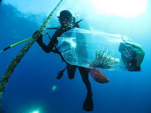 Invasive Lionfish, Captured