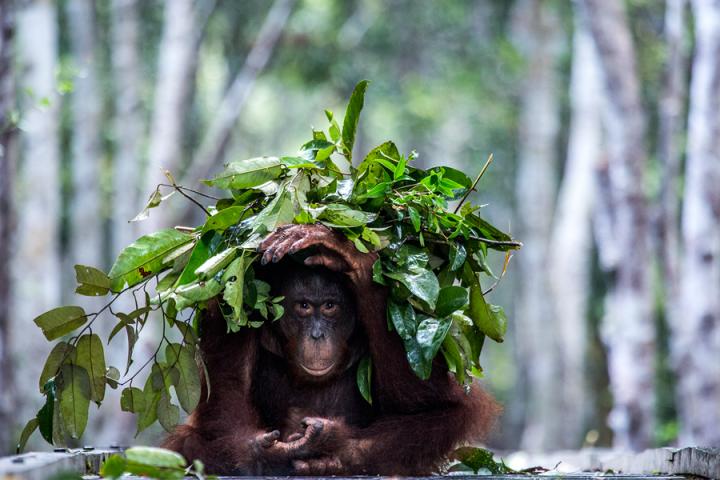 An Orangutan Builds An Umbrella against the Rain