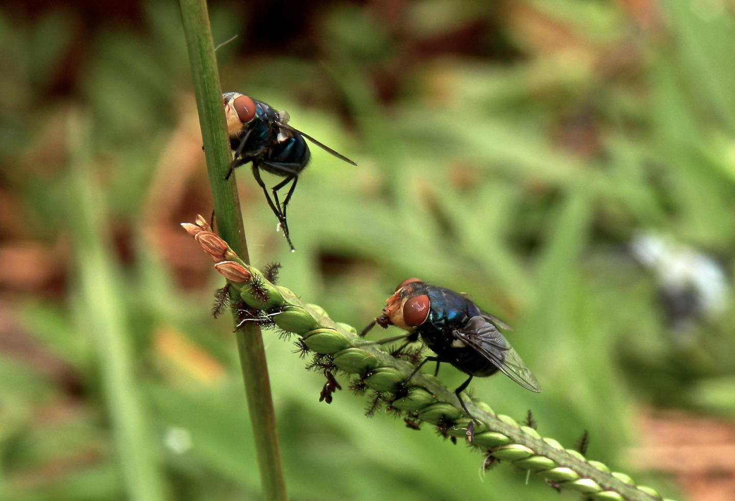 Blowflies and Houseflies Can Carry Hundreds of Bacteria Species