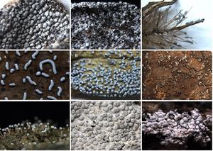 Catalogue of fungi in China 4: Didymiaceae and Physaraceae (Myxomycetes)