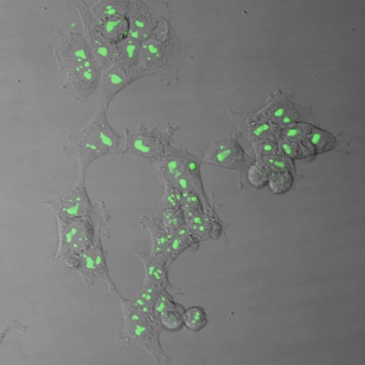 Cultured Cells with the Foreign Fluorescent Protein Gene Inserted Using the PITCh System
