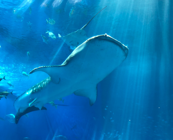 Whale Shark - Rhincodon typus