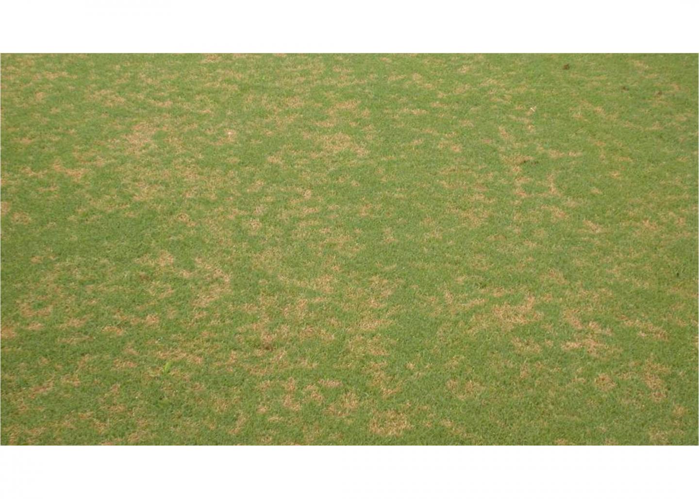 Dollar Spot