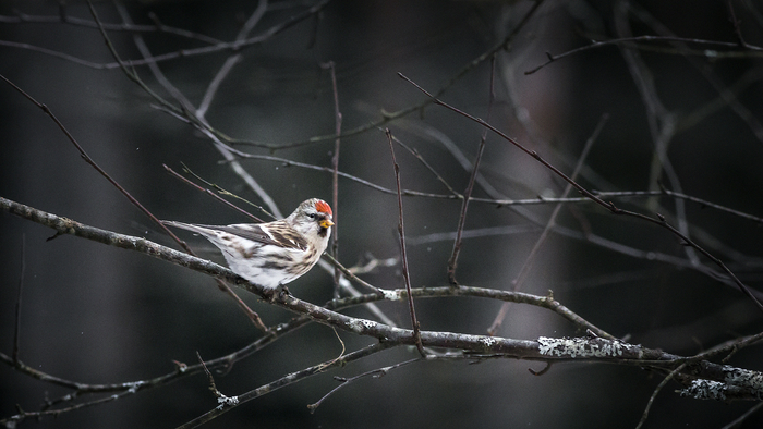 Redpoll with white body