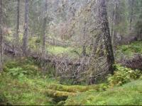 Boreal Rainforests Limited in Area