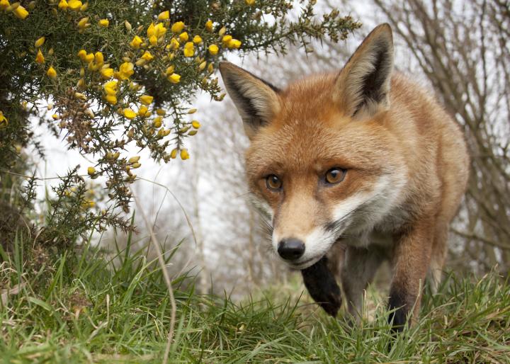 Cunning Fox -- NERC Photo Competition Prizewinner
