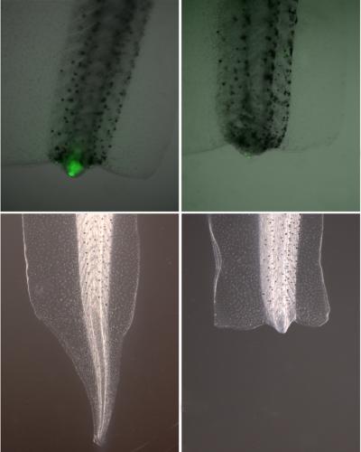 New Key to Tissue Regeneration