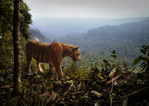 Sumatra tiger