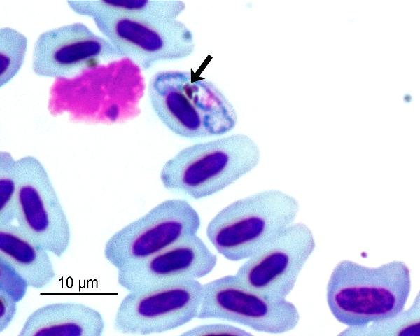<em>Plasmodium</em> sp. linaje PAGRI02