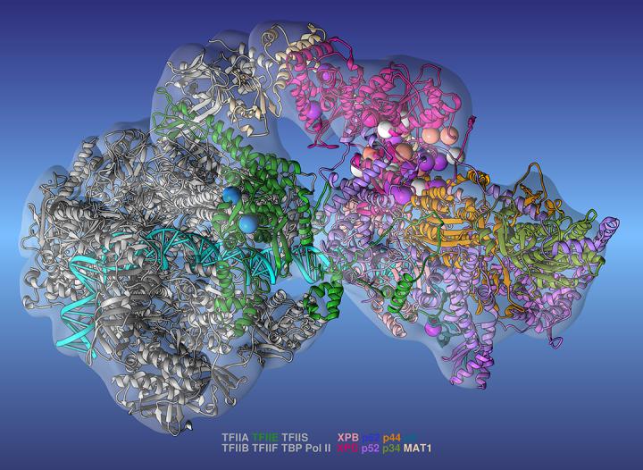 Human Transcription Preinitiation Complex