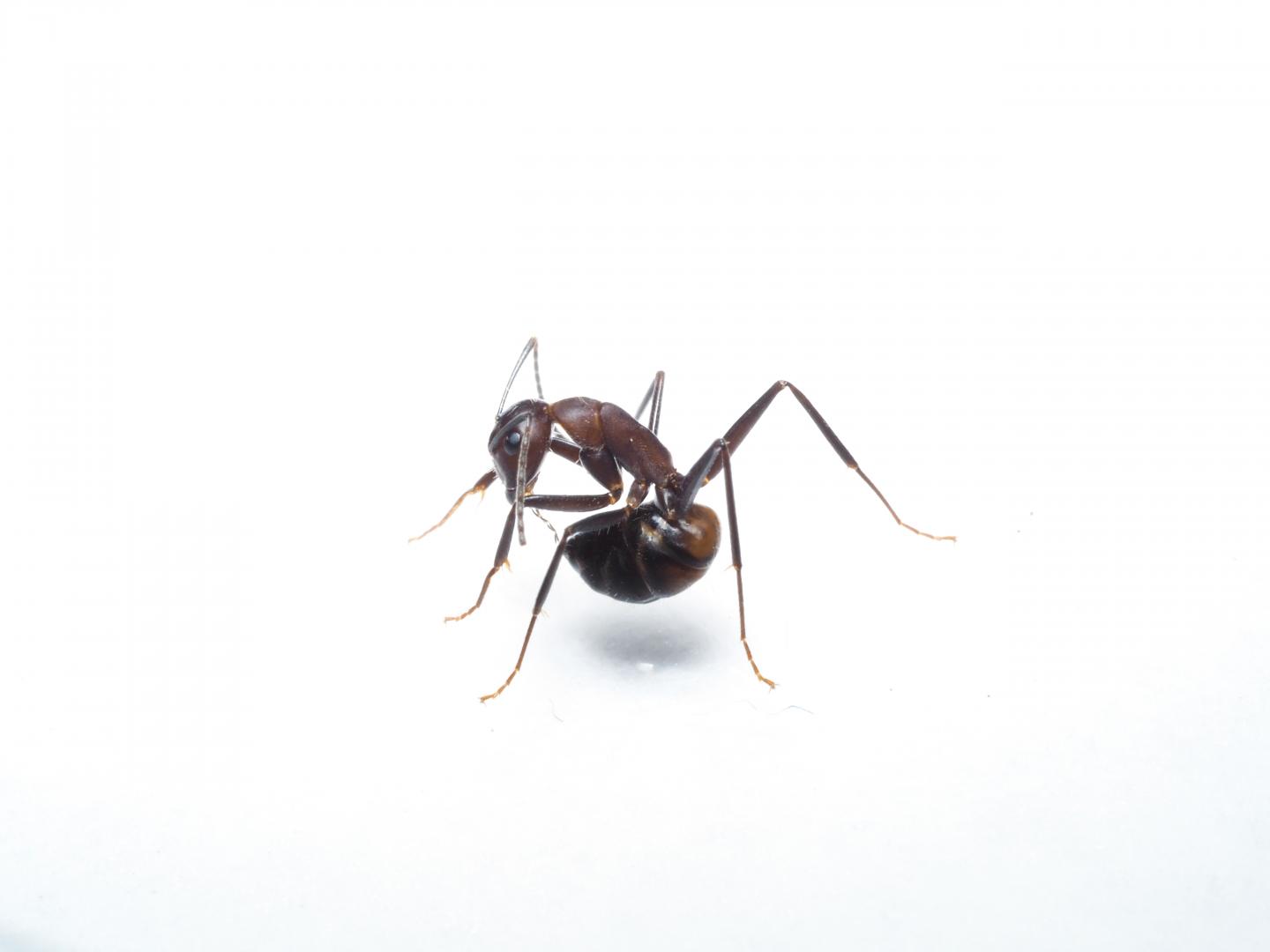 Ant Trying to Reach Its Acidopore