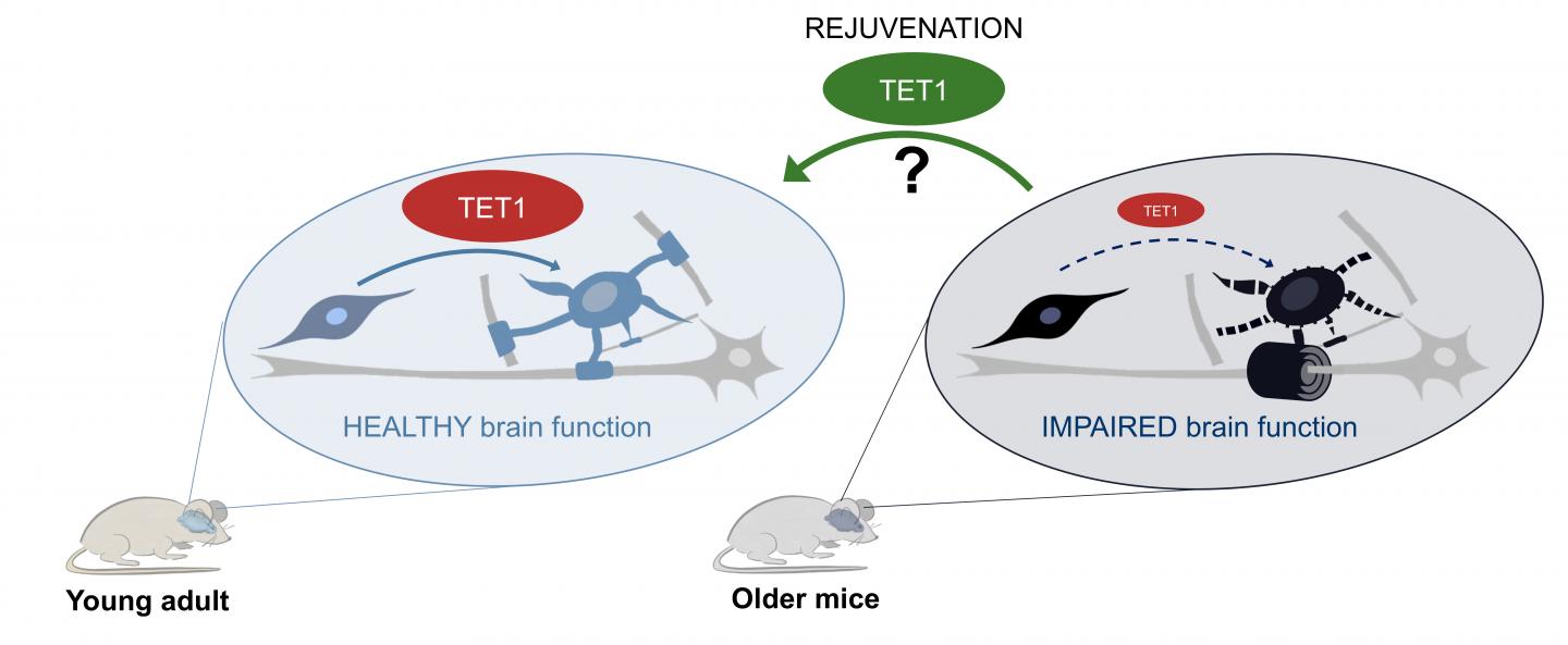 TET1's Role in Myelin Formation
