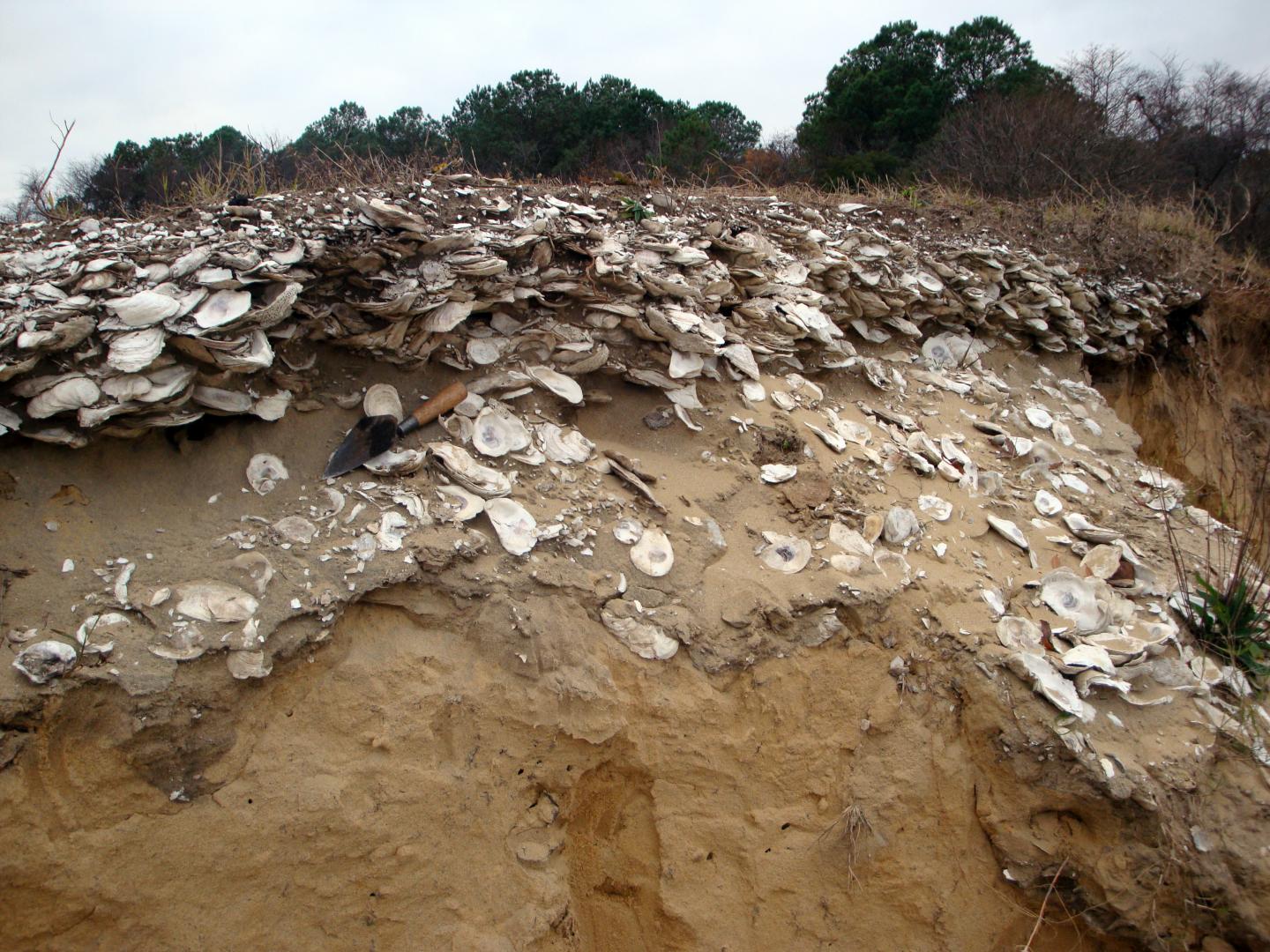 Oyster Deposit