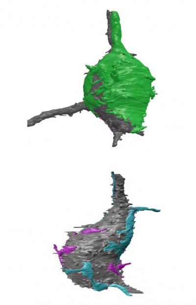 Calyx of Held with and without BMP Receptor