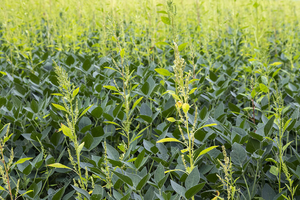 Herbicide-resistant Palmer amaranth