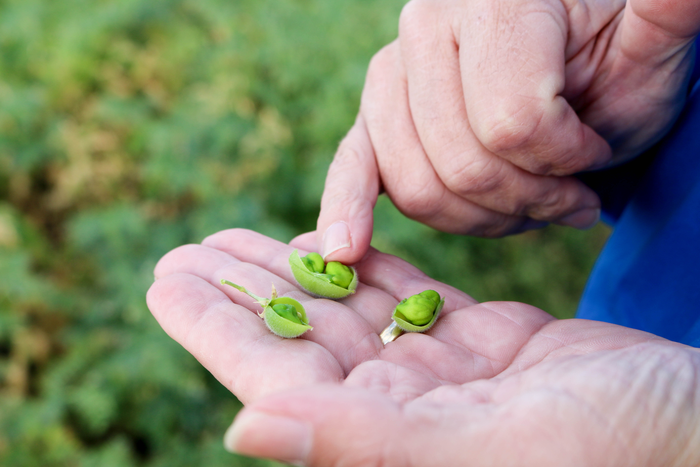 Chickpeas in hand