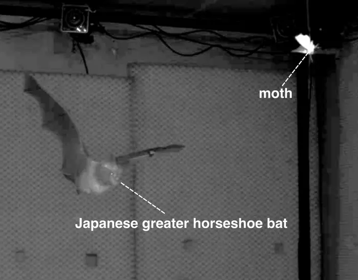 A  bat chasing a moth in an experiment chamber