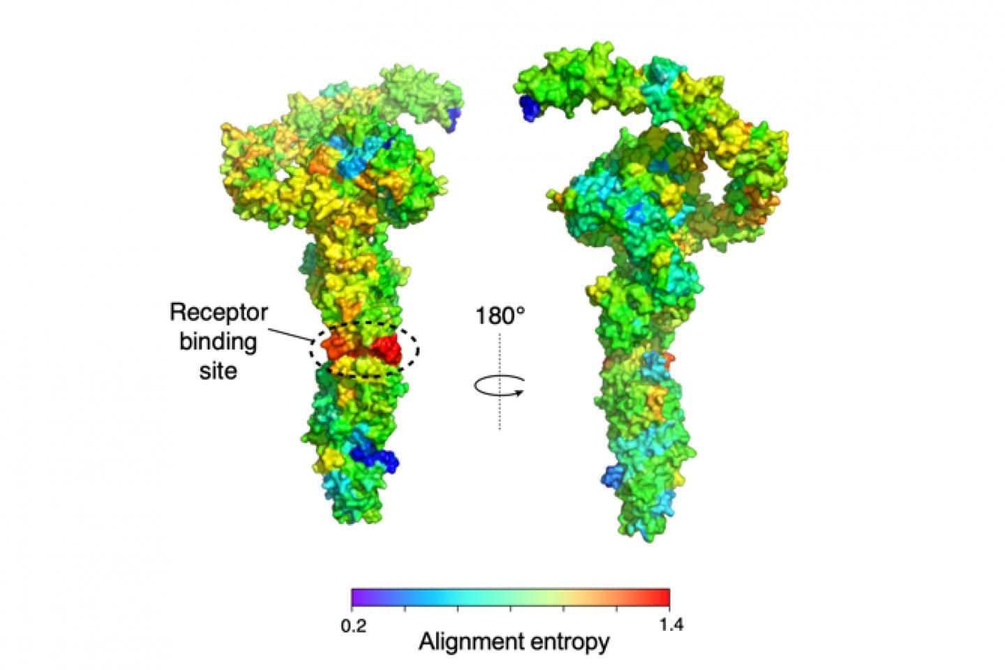 Clostridial toxins are highly similar to each other except in the receptor-binding region