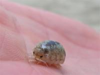 The Tiny <i>Alloniscus</i>