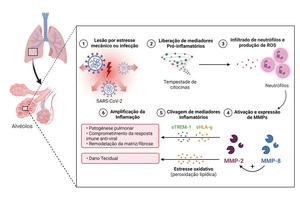 Mechanism linked to severe lung damage