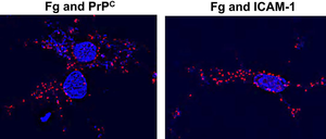 Interactions of blood plasma protein fibrinogen with its neuronal receptors