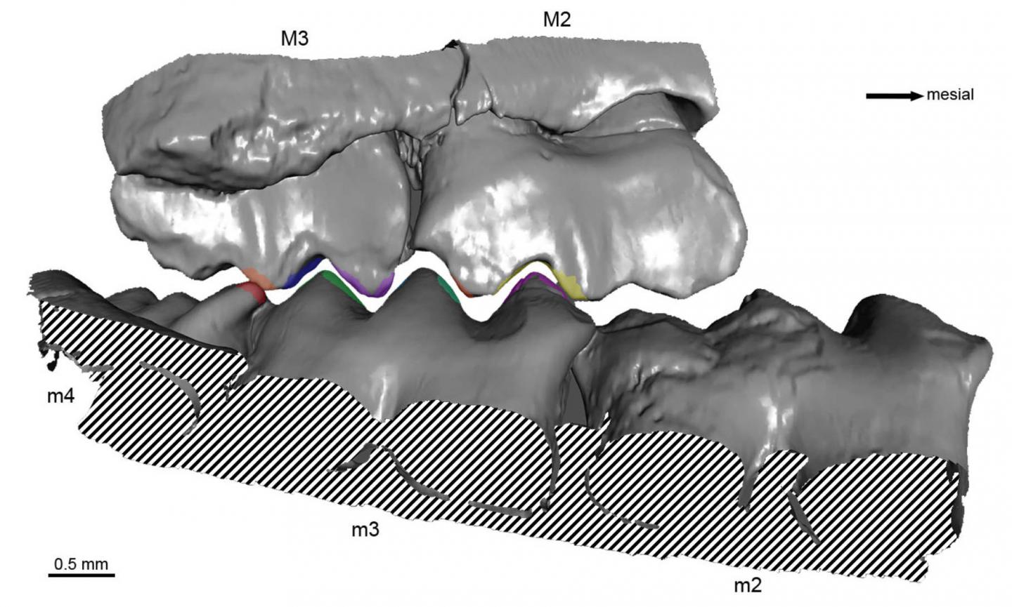 Dentition of P. fruitaensis