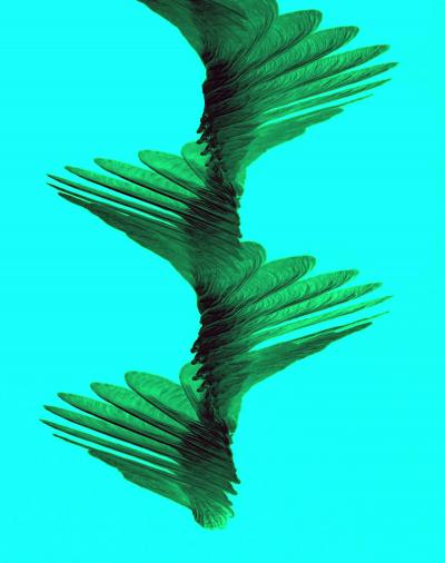 Maple Seed Swirling Through the Air