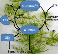 G Proteins in Green Algae