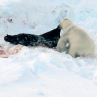 Polar Bear with Adult Hooded Seal