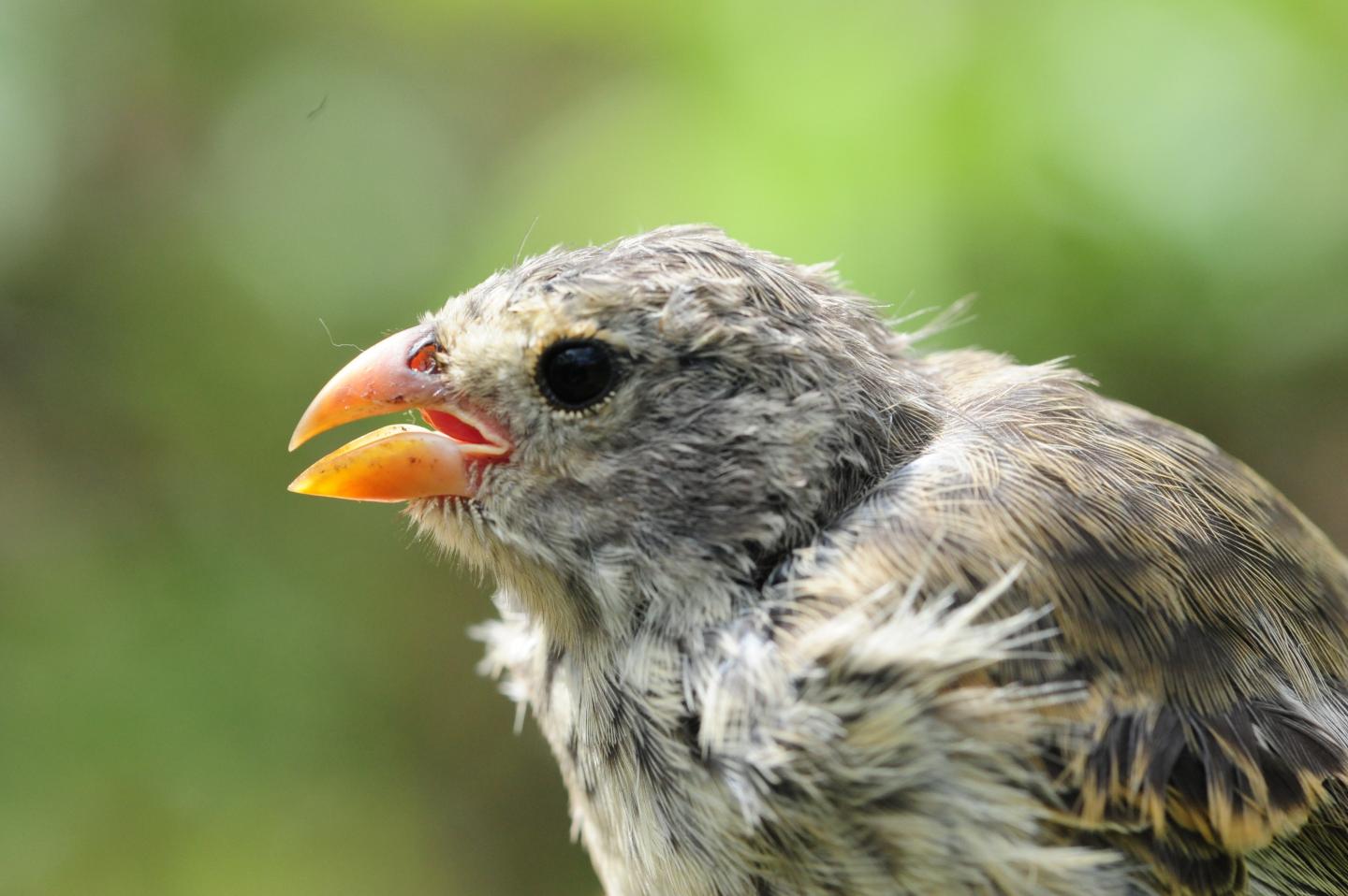 Fledgling Tree Finch