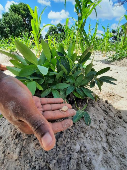 Testing soy beans for increasing water shortages