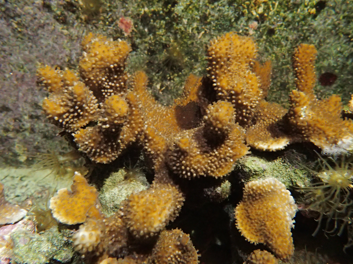 Coral sperm motion is governed by pH
