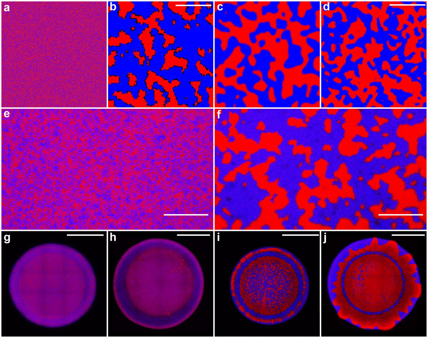 Stabbing Cholera Bacteria in Stages of Phase Separation