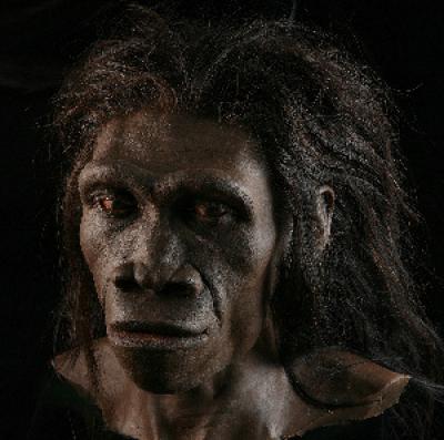 <i>Homo erectus</i>