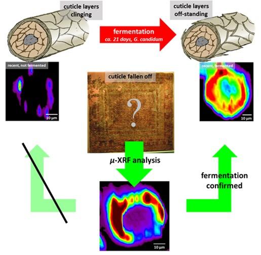 Illustration Pazyryk Carpet