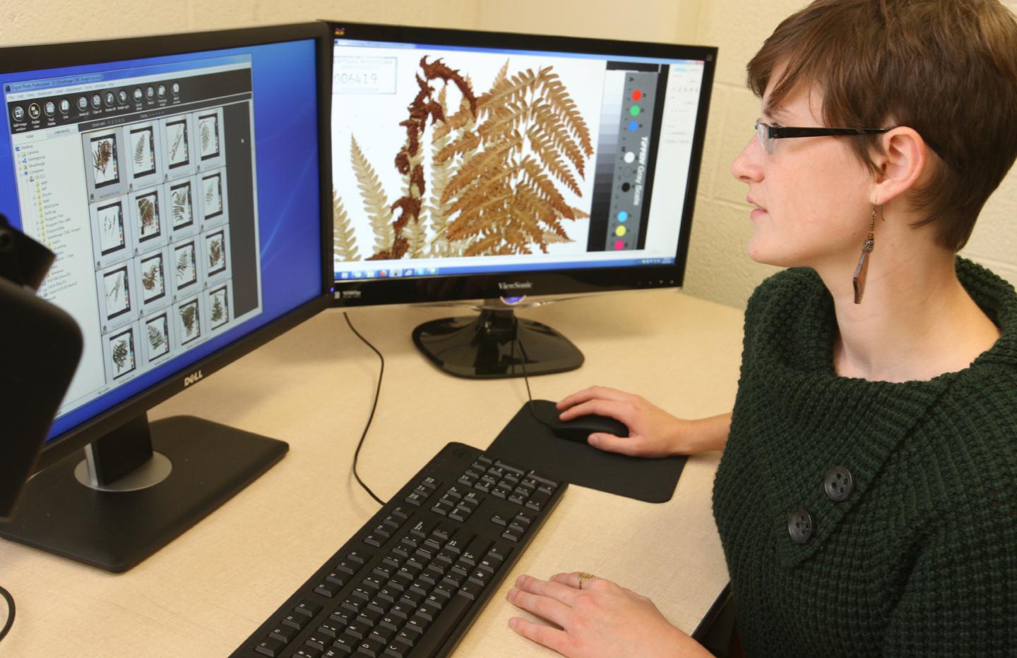 Digitizing Collections