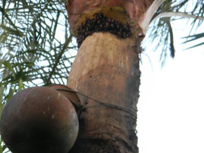 Bats Roosting above a Container Used to Collect Date Palm Sap