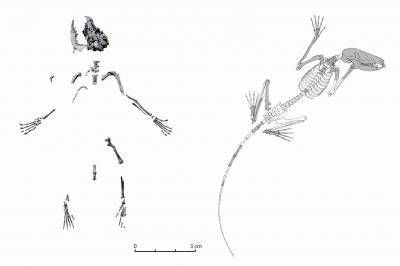 Skeletons of <i>D. szalayi</i>