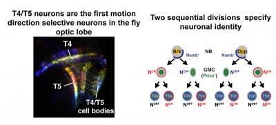 Neurons in the Perception of Motion