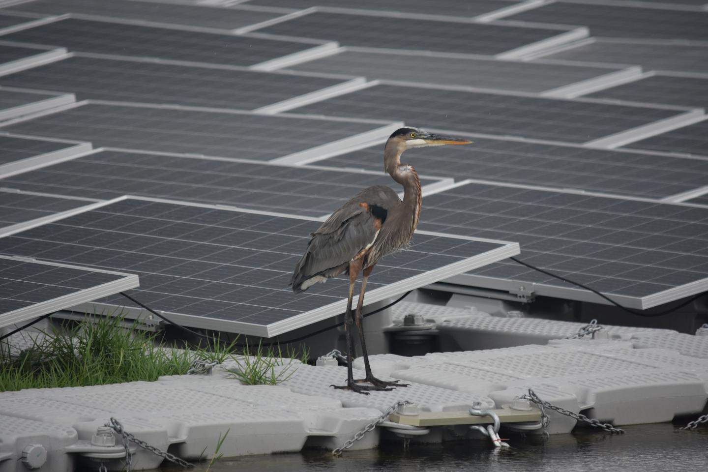 Heron on floatovoltaic