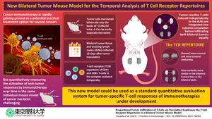 Bilateral tumor mouse model