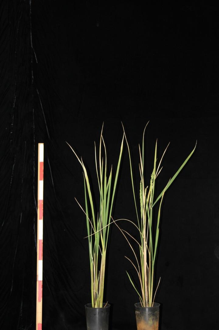 Agrochemical Controls Flowering in New Rice Strain