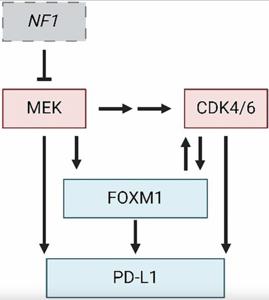 Linking FOXM1 and PD-L1 to CDK4/6-MEK targeted therapy resistance in malignant peripheral nerve sheath tumors