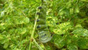 How do caterpillars acquire chubby legs