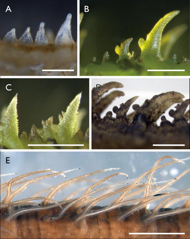 Various forms of dorsal lobes of cylindrotomine larvae
