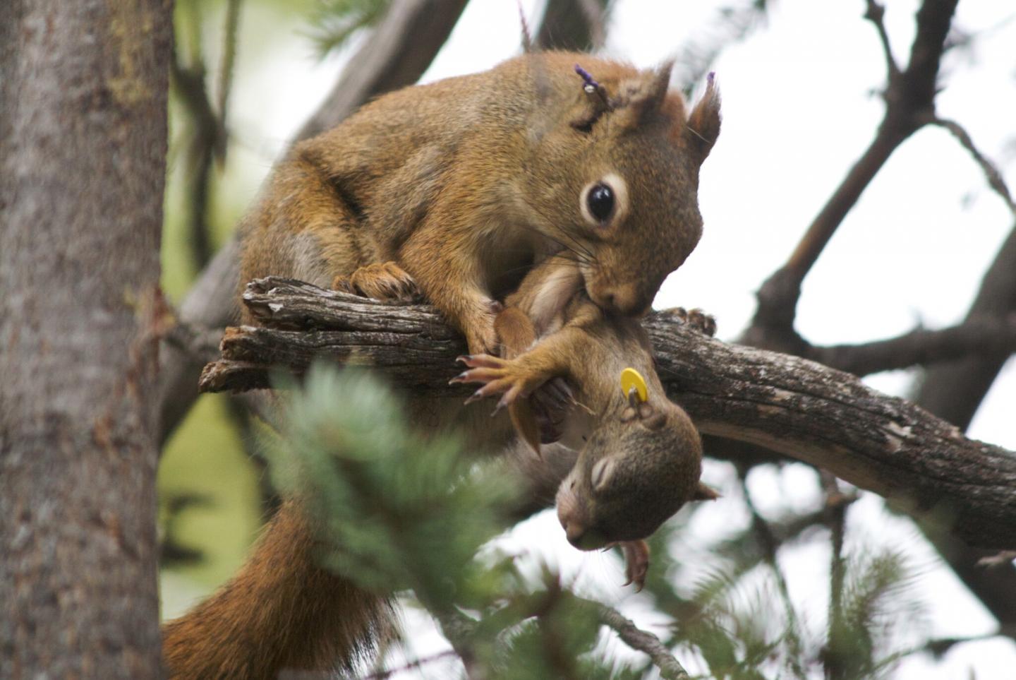 North American Red Squirrel Mom with Pup